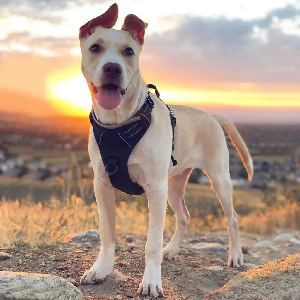 LoveFurEver™ - Anti pull-Harness