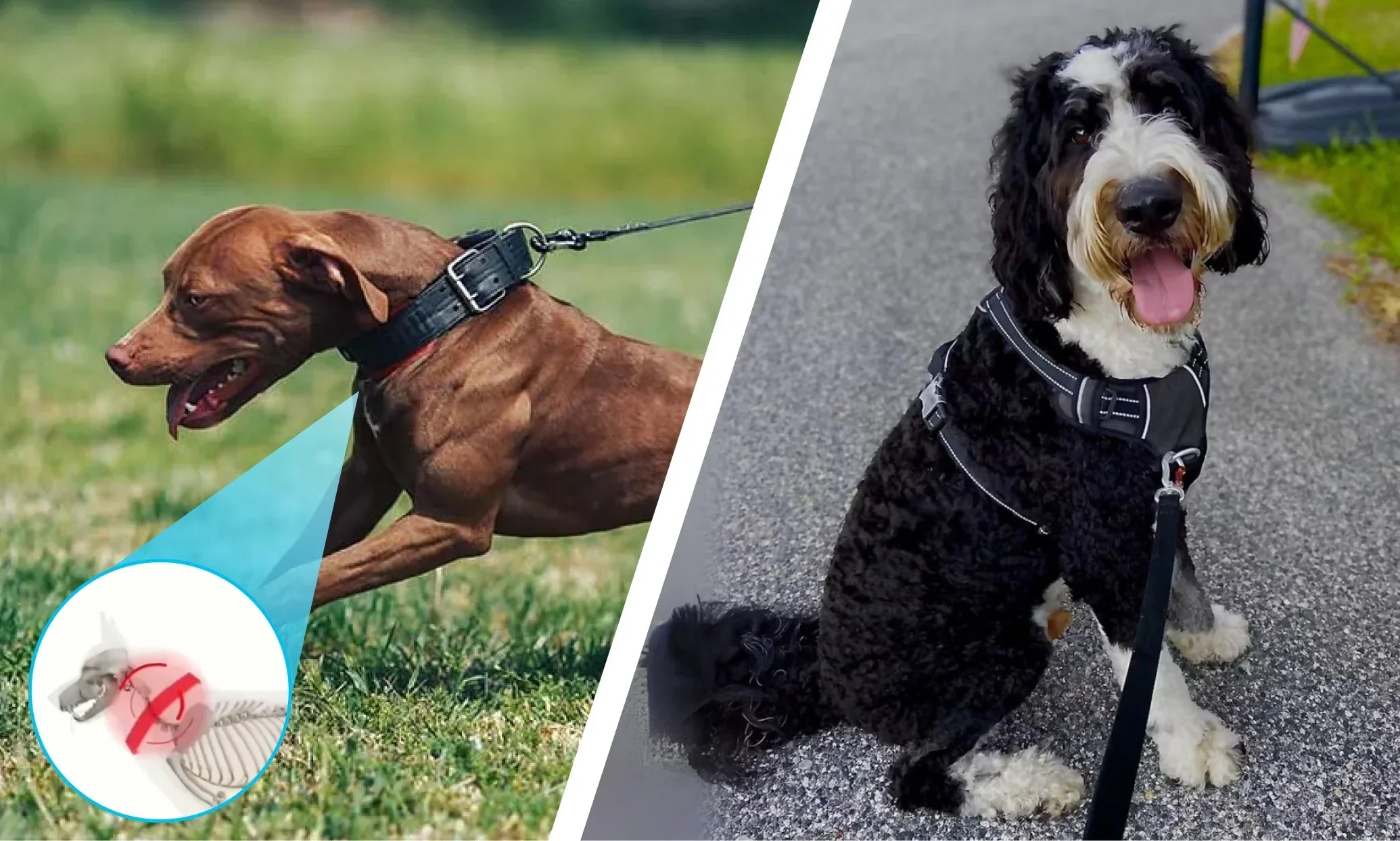 LoveFurEver™ - Anti pull-Harness