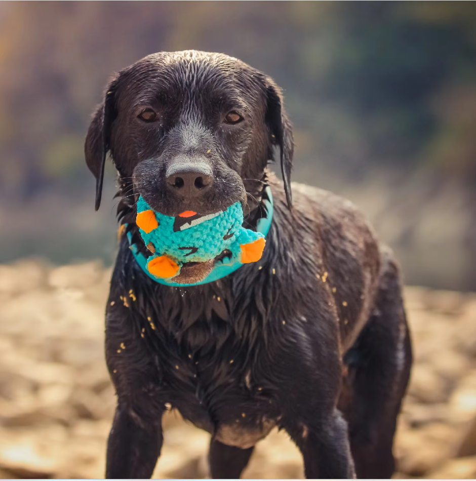 LoveFurEver™ - Plush dog toy