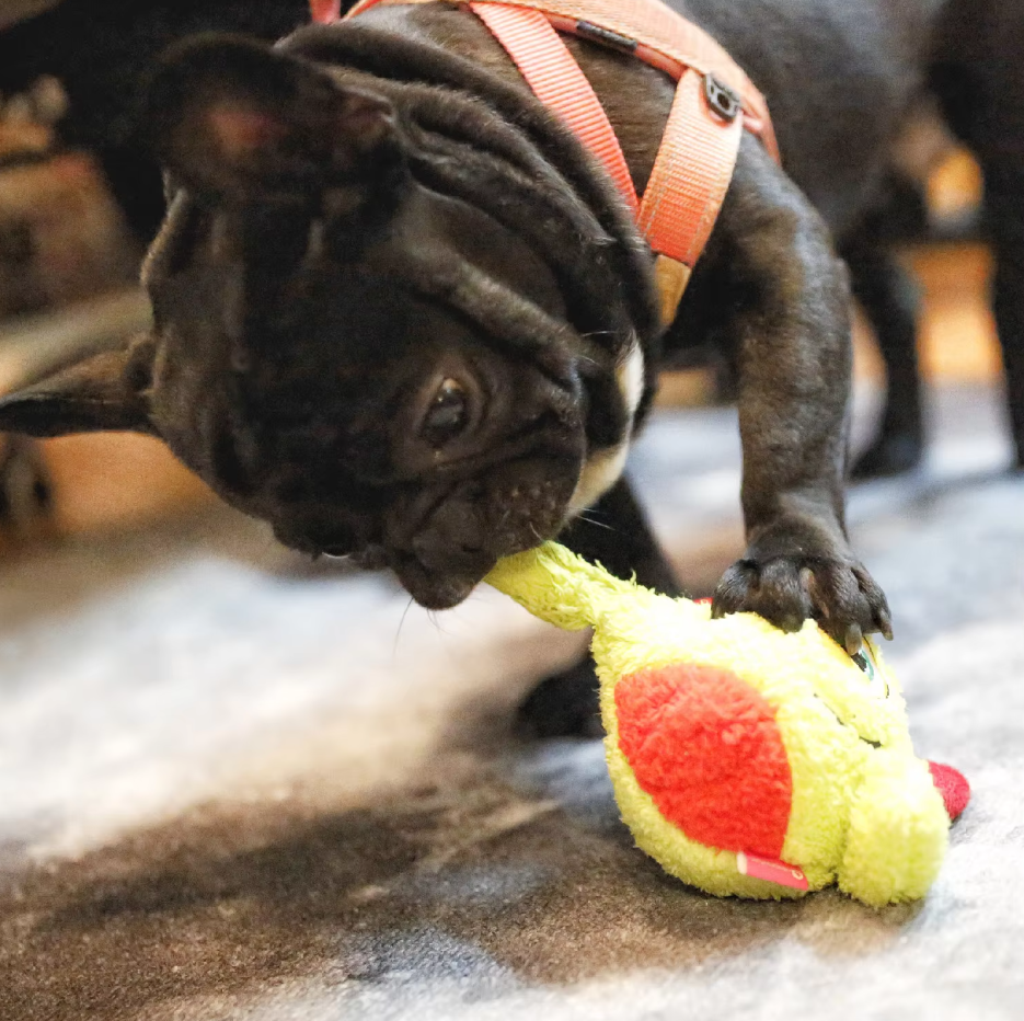 LoveFurEver™ - Plush dog toy